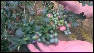 Cultivo Mortiño O Agraz