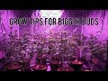 Grow bigger buds leaf stripping before  after results topping and transplanting cannabis