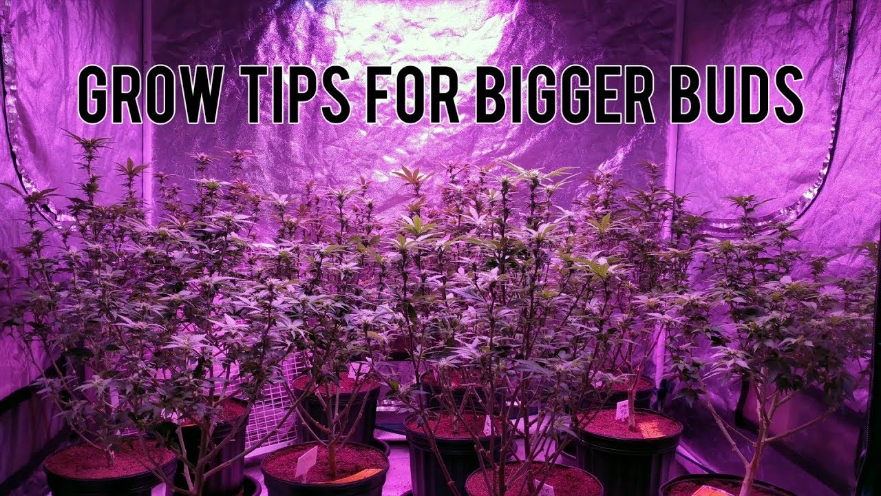 Grow Bigger Buds: Leaf Stripping (Before  After Results), Topping And Transplanting Cannabis