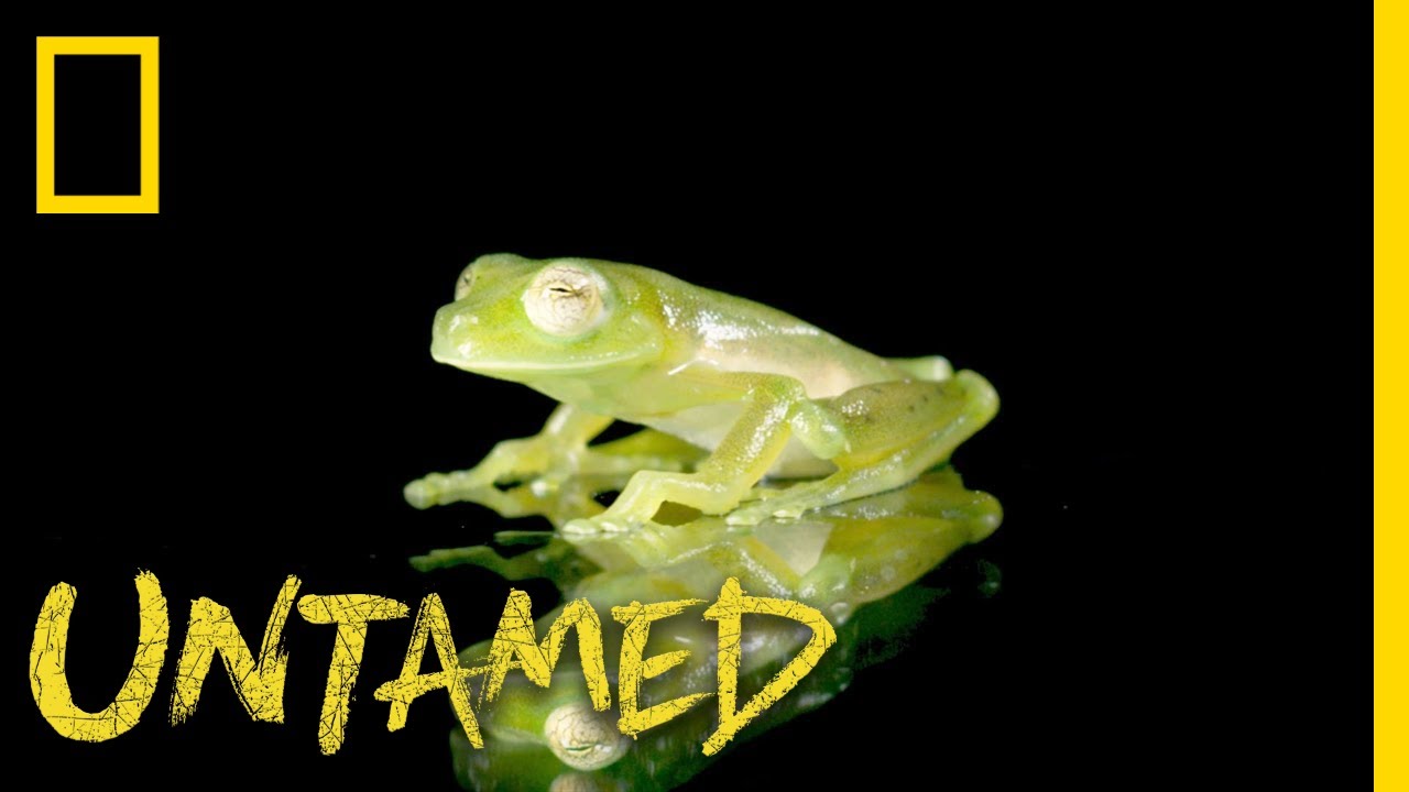 nat geo wild logo You Can See Through This Frog | Untamed