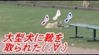 大型犬に私の大切な靴を取られた。A large dog had taken my precious shoes.   自分の編集動画