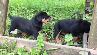 Rottweiler puppies exploring