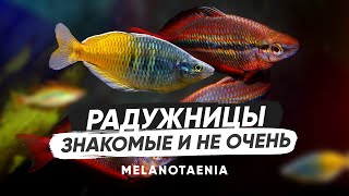 Радужницы - знакомые и не очень