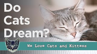 Do Cats Dream? (And What Do they Dream About?!) by Cats and Kittens 442 views 2 months ago 3 minutes, 22 seconds