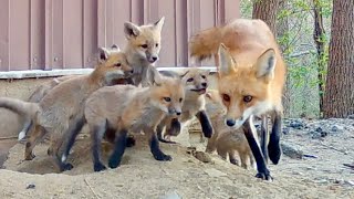 Fox Cubs Excited to See Their Mother