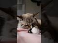 Playful Purring Cat ASMR