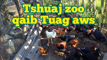 Qhia Tshuaj Zoo Qaib Tuag Aws 🐓