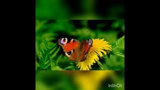 Ayu Giri Anjani - Ajari aku (ost Dewi Fortuna)