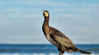 Brown cormorant with yellow beak perching on rock overlooking calm black sea against clear blue sky