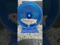 Hamster wheel slow mo #hamster #shorts