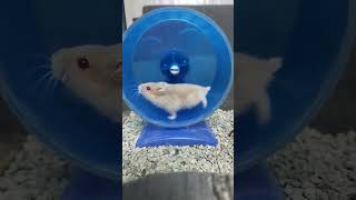 Hamster wheel slow mo #hamster #shorts