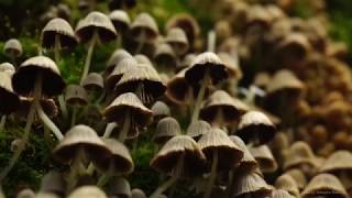 Гриб навозник (копринус)  / The mushrooms Coprinus