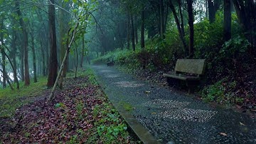 ✅5分鐘內進入深度睡眠與放鬆的雨聲｜森林公園中的雨聲｜rain sounds
