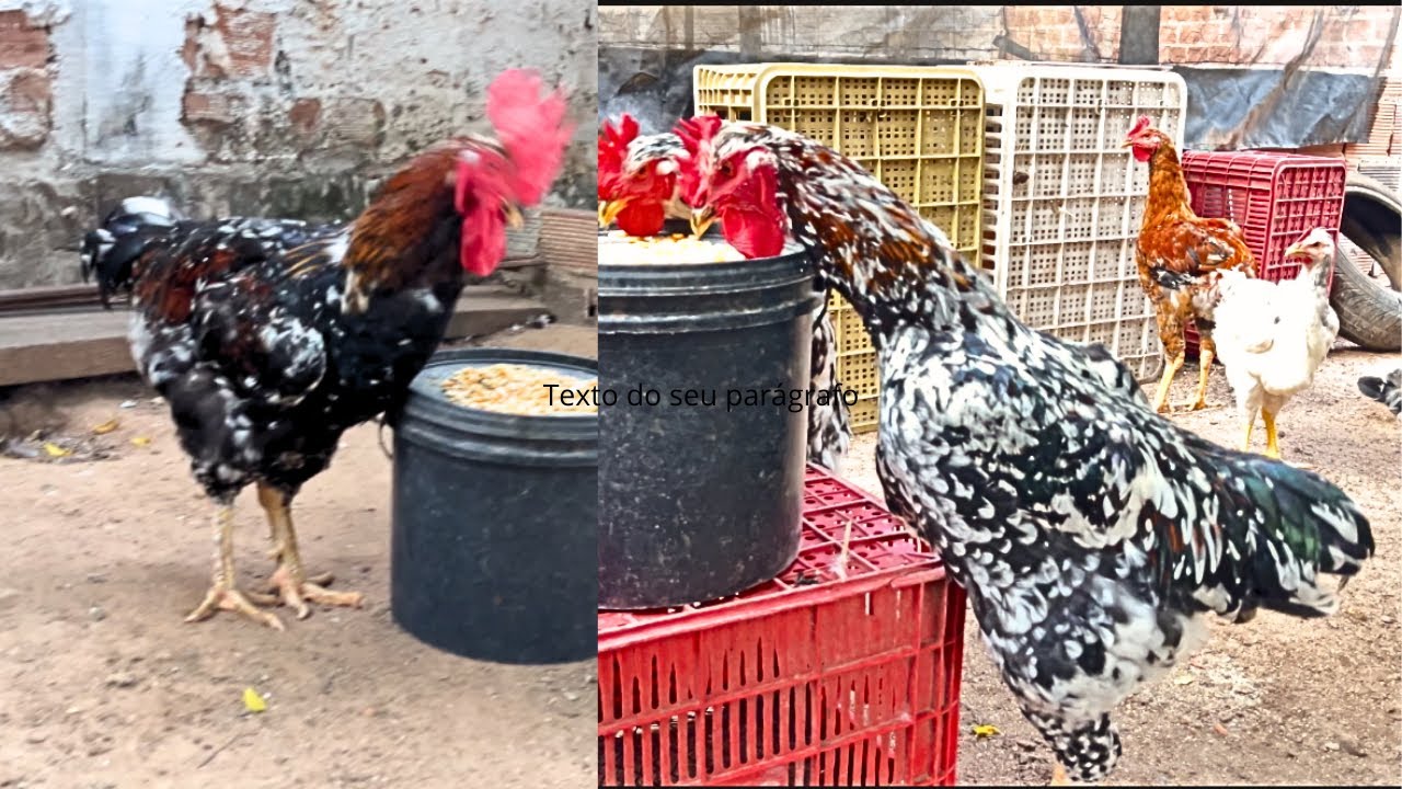 VEJA A CRIAÇÃO DE GALINHAS DE GRANDE PORTE NO DIA DIA DA CRIAÇÃO #sertanejo 
