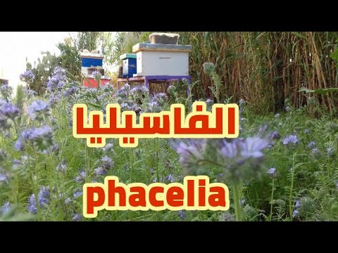 فيديو: ما هو Lacy Phacelia: تعرف على زراعة الأزهار البرية الأرجواني حشيشة الدود