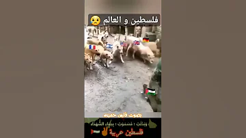 صباح الخيرحالات واتساب مقاطع قصيره فلسطين والعالم اغنيه فارس حميده قصفوكي قتلوكي جرحوكي الجبناء 