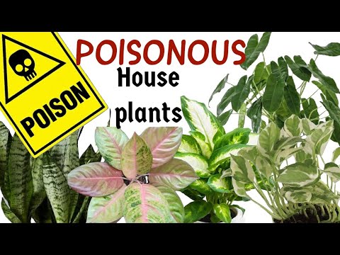 Poisonous House Plants | Toxic Indoor  Plants | Smiley Plants