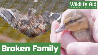 Mallard family left torn in two after CRASH LANDING!