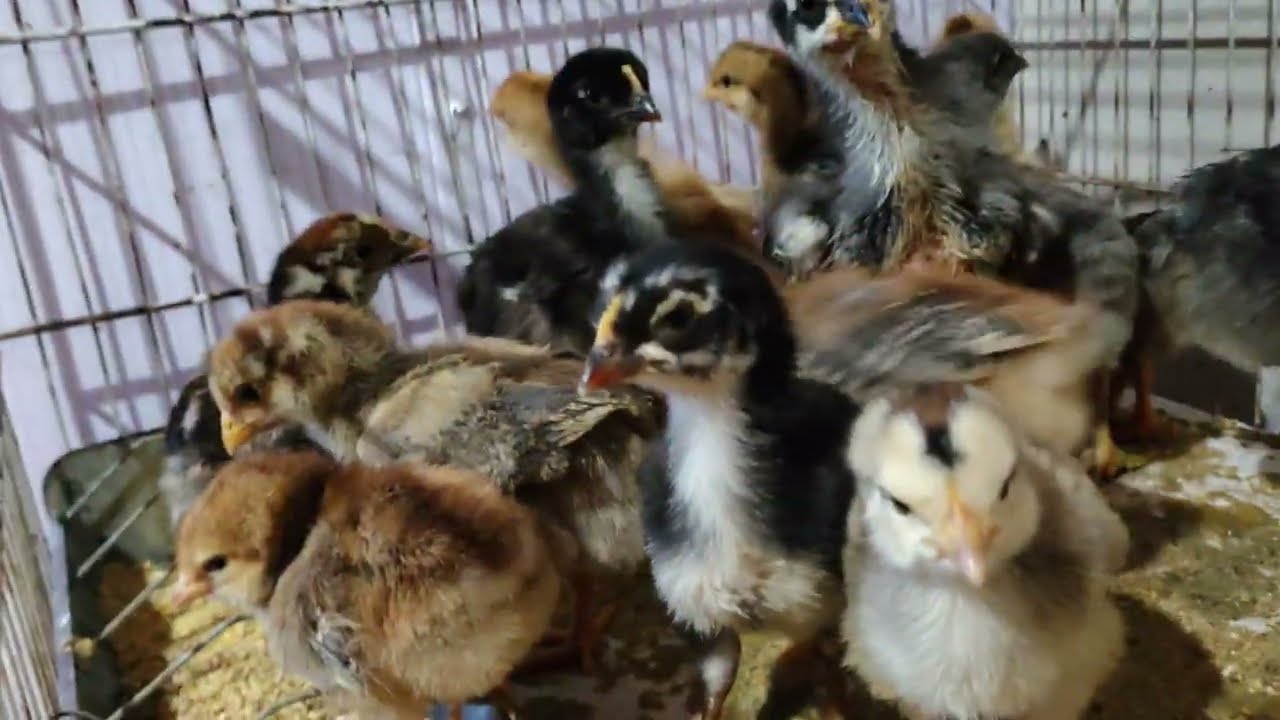 Pintinhos Gsb Balão sertanejo galinhas ancestrais com esporas