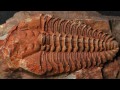 Новые методы исследования в палеонтологии (рассказывает палеонтолог Елена Наймарк)