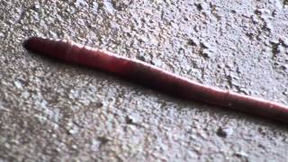 Worm Moving