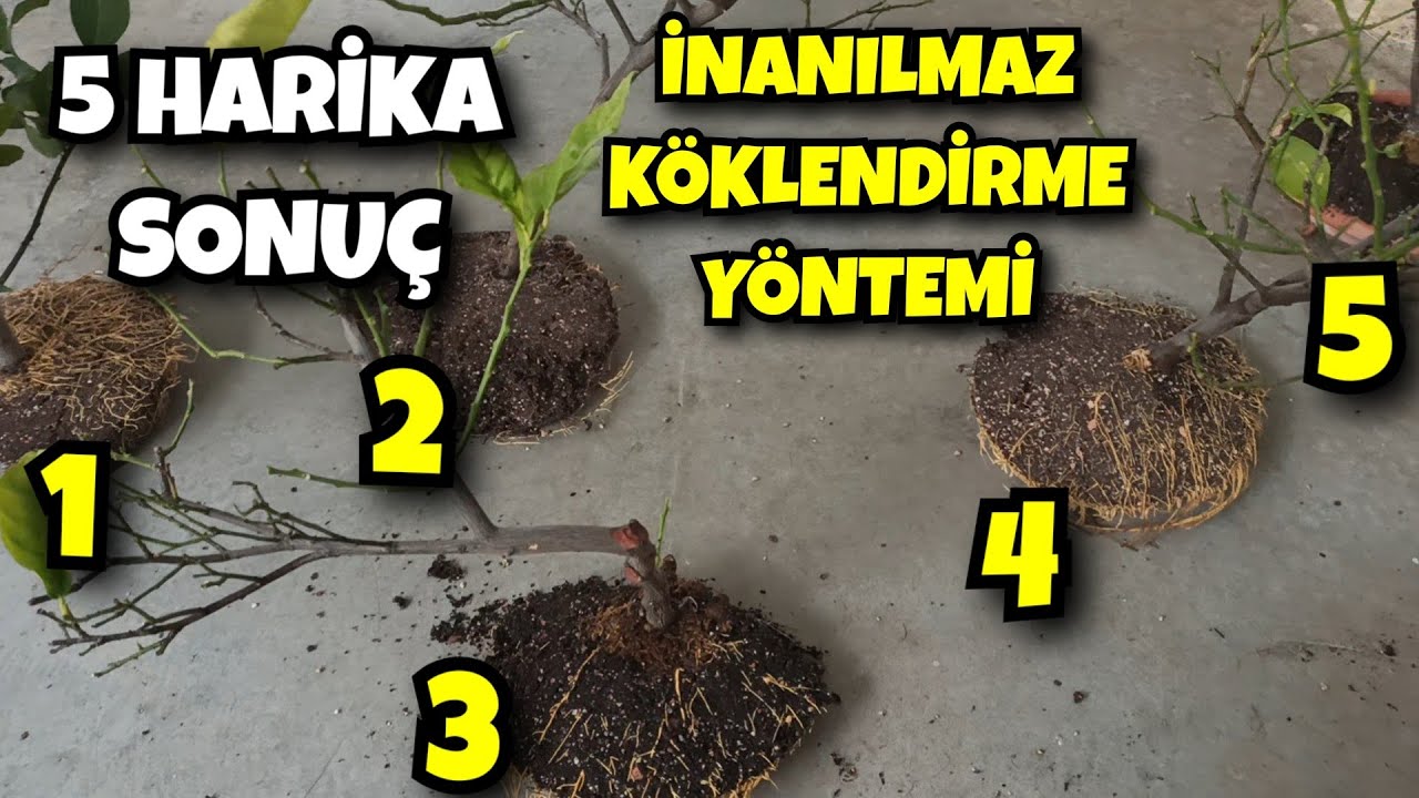 Я получил пять лимонных деревьев за шесть месяцев