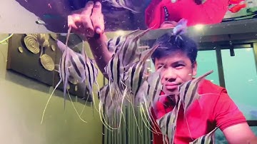 Thư thái khi cho cá thần tiên ai cập Altum Angelfish ăn