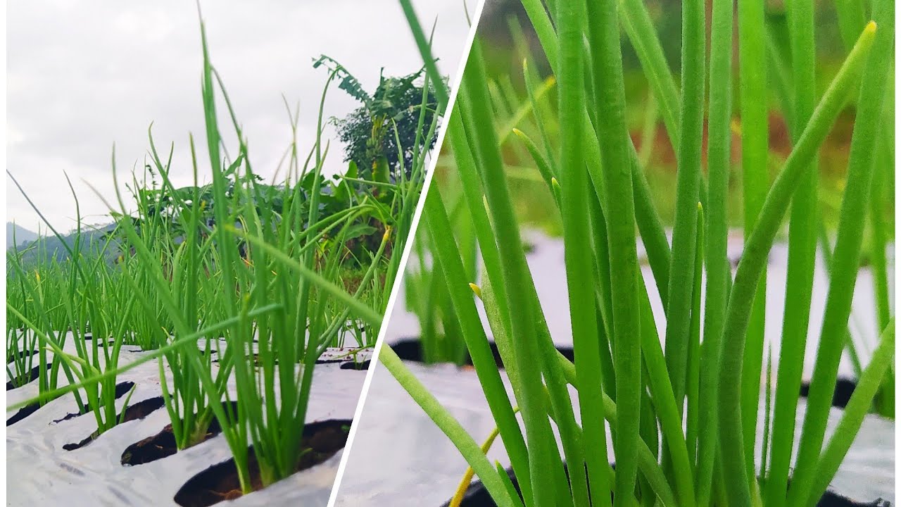 PENANAMAN BAWANG MERAH MENGGUNAKAN MULSA 