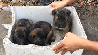 Pets Rescue | Rescue The Little Puppies Abandoned By The Road In The Fruit Box  Sad Story