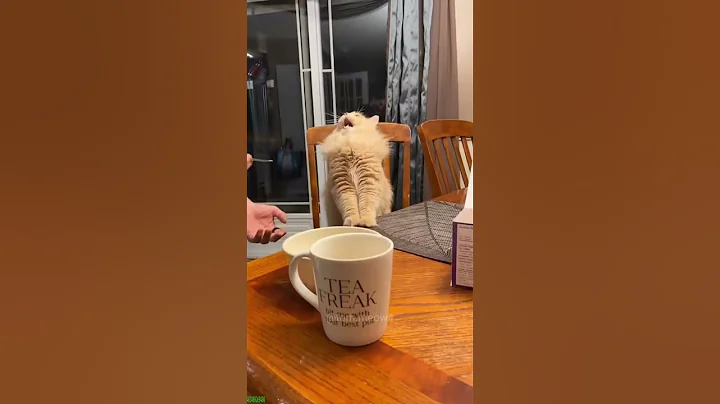 Video 11201821: cats dogs maine coon, maine coon cat funny, maine coon compilation