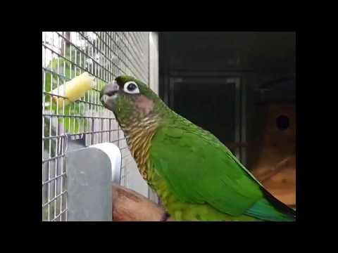 Maroon-bellied Conure Pair