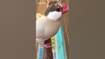 Angry Java Sparrow