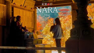 [Japan] Enjoy the ancient capital NARA with beautiful autumn leaves