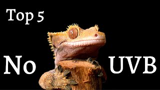 The Top 5 Lizards That Don't Need UVB Light screenshot 1