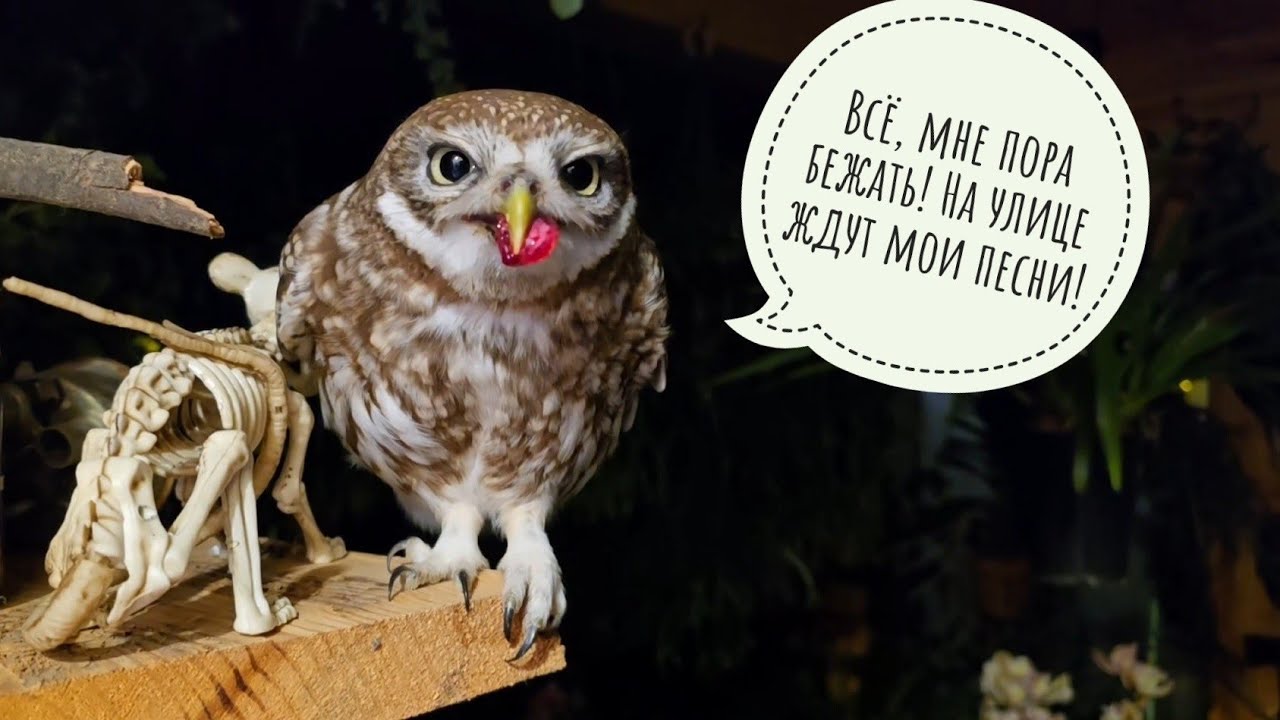 Выманила сову Ёлку из ямки. Артём готовится к 8 марта. Цветочковые совы терпят шумных соседей