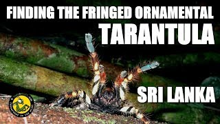 Ornamental Tarantula Sri Lanka
