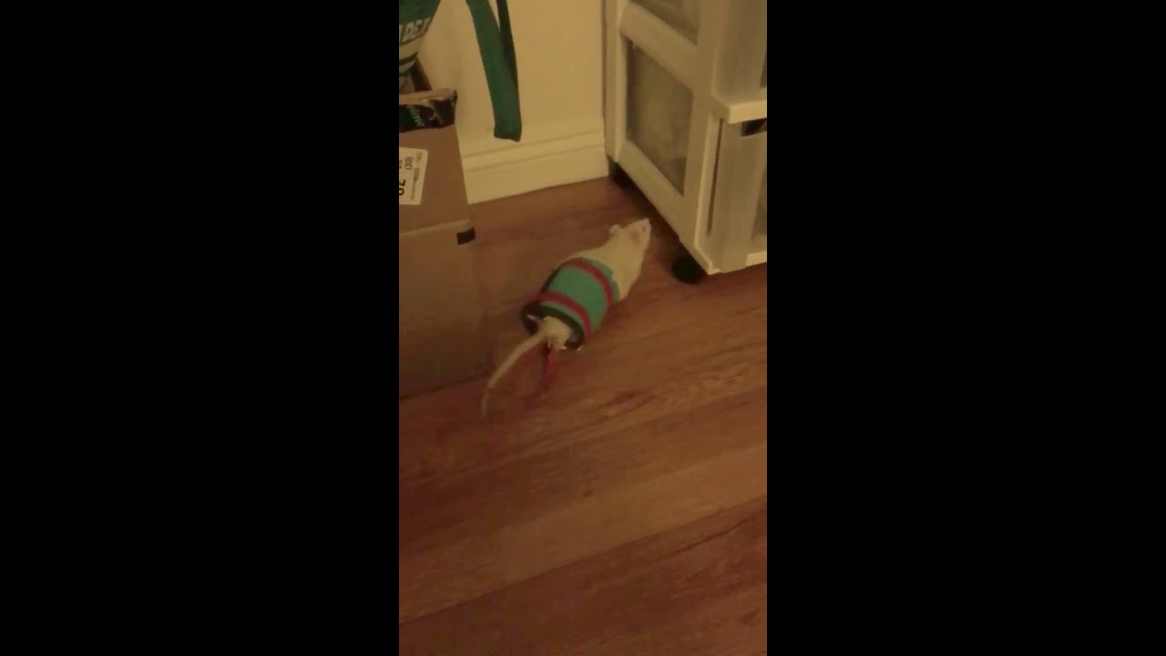 Rat wheelchair YouTube