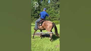 Intro To Walking On A Mattress With Your Horse! Part 1! | The Horse Guru - Michael Gascon