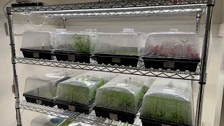 New Aquarium Plant Rack - Propagation Domes - Rooted Water Wisteria!!! by Aquarium Plant Lab 5,316 views 1 year ago 4 minutes, 54 seconds