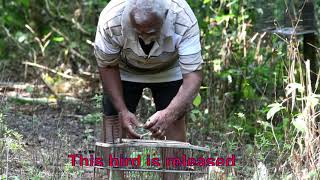 Catching Semp A Local Finch In Trinidad U0026 Tobago 2021