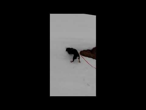 Video: Hvorfor rister hunden alltid på hodet?