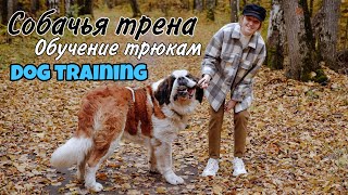 Dog training | Занятия и дрессировка собак | Сенбернар