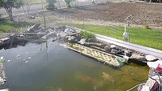 Koi Spawning in My Pond