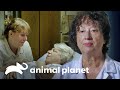 Cozinheira corre riscos de sofrer amputação do braço | Parasitas Assassinos | Animal Planet Brasil