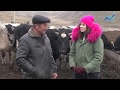 Сельский кластер - Ферма Султана Бабоева (07.03.2018)