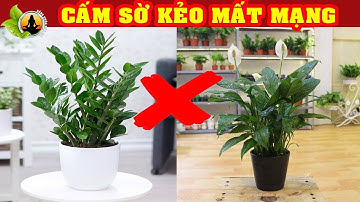 Cứ Ngỡ Là Loại Cây Phát Tài Phát Lộc Ai Ngờ Độc Hơn Thuốc Chuột Mà Người Việt Chả Ai Biết