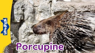 Meet the Animals | Porcupine | Mammals | Stories for Kindergarten