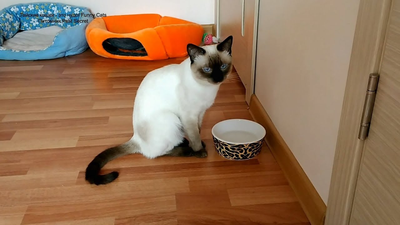Тайский кот Калиостро в раздумье после утоления жажды! Тайские кошки ...