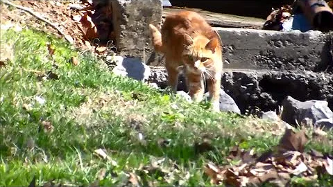 Very Sweet Cat Needs Home Church Hill TN Dr Janet ...