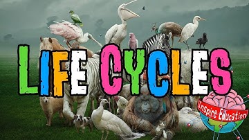 Animal Life Cycles